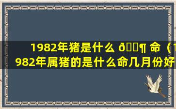 1982年猪是什么 🐶 命（1982年属猪的是什么命几月份好）